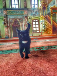 [VIDÉO] - En Turquie, un imam ouvre les portes d’une mosquée pour y accueillir les chats !