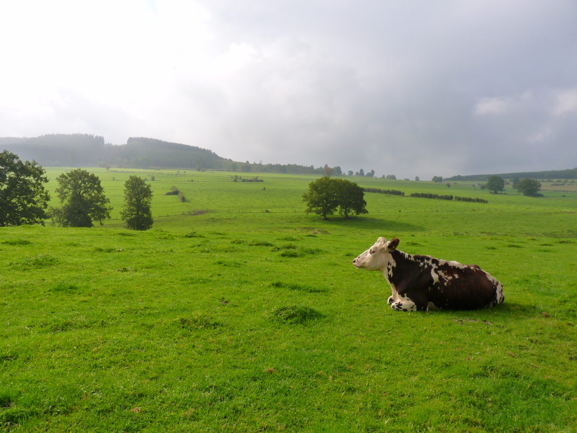 vache heureuse