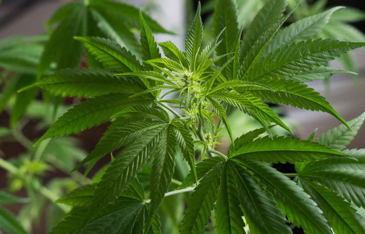 D’après l’ONUDC, le Maroc demeure être le premier producteur de cannabis au monde D'après l'ONUDC, le Maroc demeure être le premier producteur de cannabis au monde