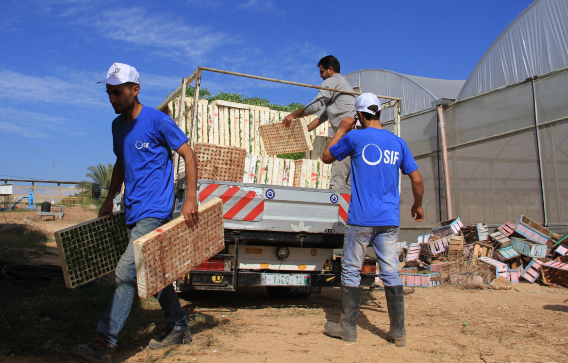 Le SIF conduit des projets de développement agricole avec de petits fermiers en partenariat avec l’université de d’Al Azhar Gaza.